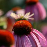 免费久久精品国产片 gnd0mak