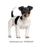 在线观看视频a1 yrr7bwe