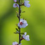 优直播在线:畅享无缝直播体验,连接世界每一个角落 38f3mv7